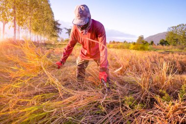 pirinç gün batımında ılık bir tonda hasat ediliyor.