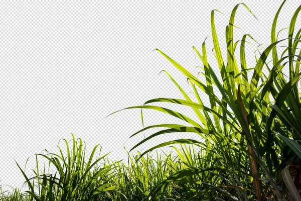 sugar cane farm, green sugar plant in blue sky day with clipping path inside picture