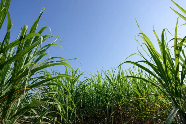sugar cane farm, green sugar plant in blue sky day