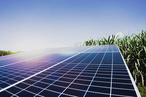 Solar Energy Sugar Farm Green Power Natural Energy Farmer — Stock Photo, Image