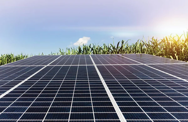 Solar Energy Sugar Farm Green Power Natural Energy Farmer — Stock Photo, Image