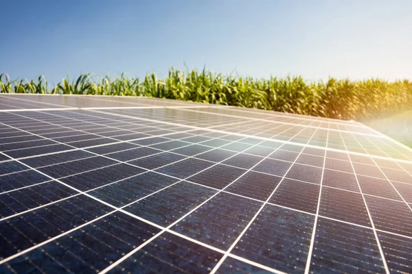 solar energy in sugar farm, green power, natural energy for farmer