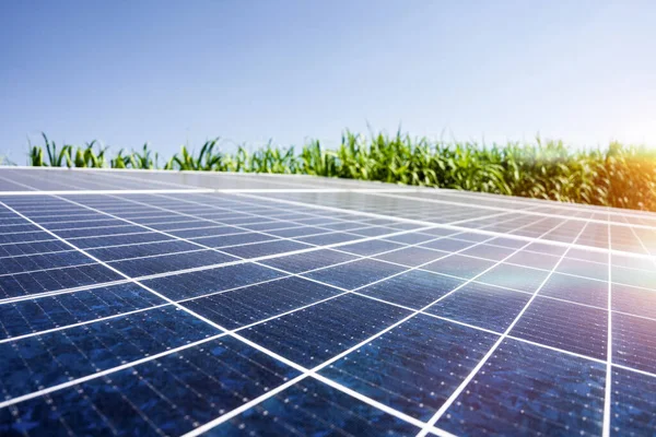 Solar Energy Sugar Farm Green Power Natural Energy Farmer — Stock Photo, Image