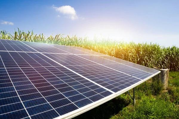 Solar Energy Sugar Farm Green Power Natural Energy Farmer — Stock Photo, Image