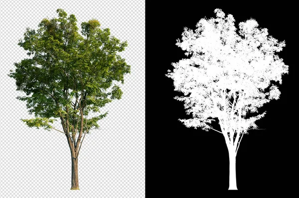 Árbol Único Imagen Transparente Con Ruta Recorte Canal Alfa —  Fotos de Stock