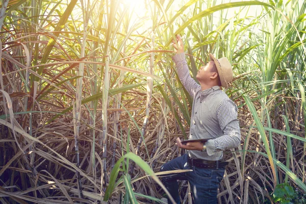 Análisis Campesino Del Crecimiento Las Plantas Caña Azúcar Los Campos —  Fotos de Stock