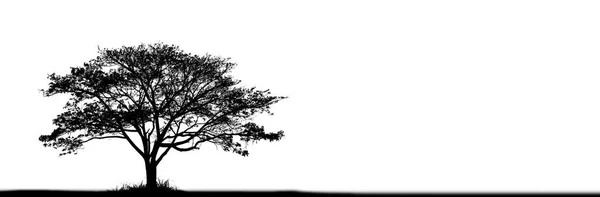 Abstract Silhouette Tree White Background — Stock Photo, Image
