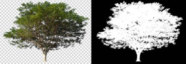 Fırça için kırpma ve alfa kanalı ile şeffaf arkaplan üzerinde ağaç