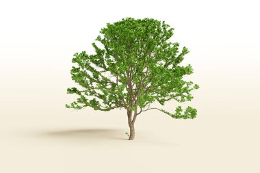 Beyaz arkaplandaki tek ağaç, 3d resimleme