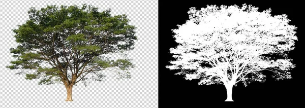 Δέντρο Διαφανές Φόντο Απόξεση Και Κανάλι Άλφα Για Βούρτσα — Φωτογραφία Αρχείου