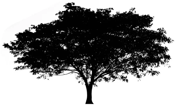 Silueta Árbol Ilustración Para Diseño Del Pincel — Foto de Stock