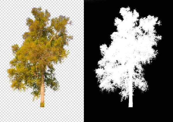 透明背景图片上的树 带有裁剪路径和用于刷子的Alpha通道 — 图库照片