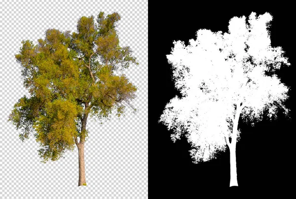 Árbol Transparencia Imagen Fondo Con Ruta Recorte Canal Alfa Para — Foto de Stock