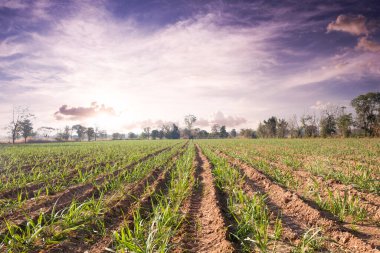 Mavi gökyüzü olan şeker kamışı tarlası