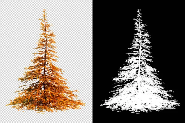 Herbst Saison Baum Auf Transparentem Hintergrund Mit Ausschnitten Pfad Illustrationen — Stockfoto