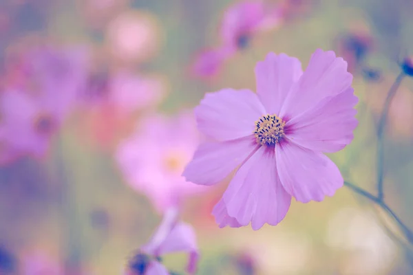 Cosmos Flower Vintage Style Blur Background Pink Cosmos — Stock Photo, Image