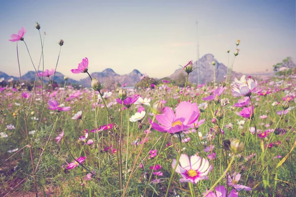 Cosmos Flower Vintage Style Mountain Blue Sky Day — Stock Photo, Image