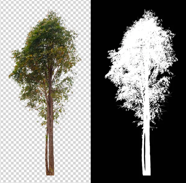 Drzewo Przezroczystym Obrazie Tła Ścieżką Wycinania Kanałem Alfa — Zdjęcie stockowe