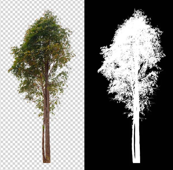 Árbol Sobre Imagen Fondo Transparente Con Ruta Recorte Canal Alfa — Foto de Stock