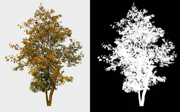 Δέντρο Διαφανή Εικόνα Φόντου Διαδρομή Απόληξης Και Κανάλι Άλφα — Φωτογραφία Αρχείου