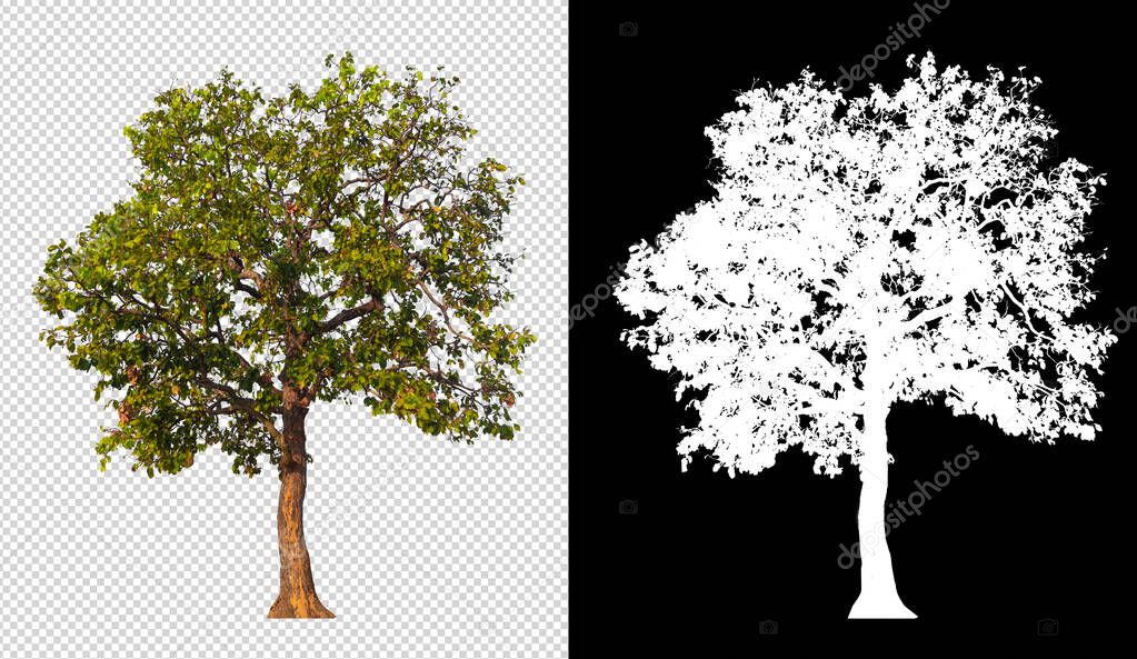 tree on transparent background image with clipping path and alpha channel 