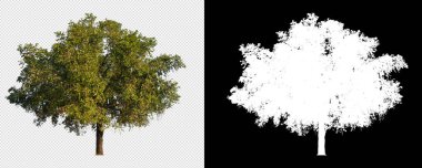 Klipsleme yolu ve alfa kanalı ile şeffaf arkaplan resmi üzerinde ağaç