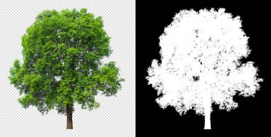 Saydam arkaplan resmi ve kırpma yolu olan alfa kanalı üzerindeki ağaç
