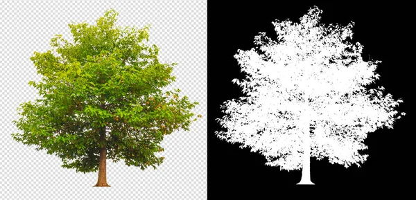Tree on transparent background picture and alpha channel with clippings path