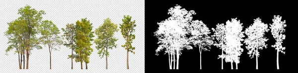 Samling Träd Transparent Bakgrundsbild Med Klippning Väg — Stockfoto