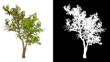 Kırpma yolu ve alfa kanalı olan beyaz arkaplan üzerindeki ağaç