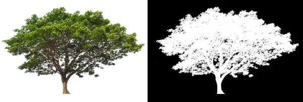 Isolierter Baum Auf Weißem Hintergrund Mit Clipping Pfad Und Alphakanal — Stockfoto