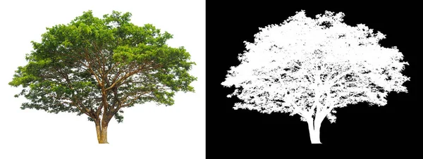 Isolierter Baum Auf Weißem Hintergrund Mit Clipping Pfad Und Alphakanal — Stockfoto