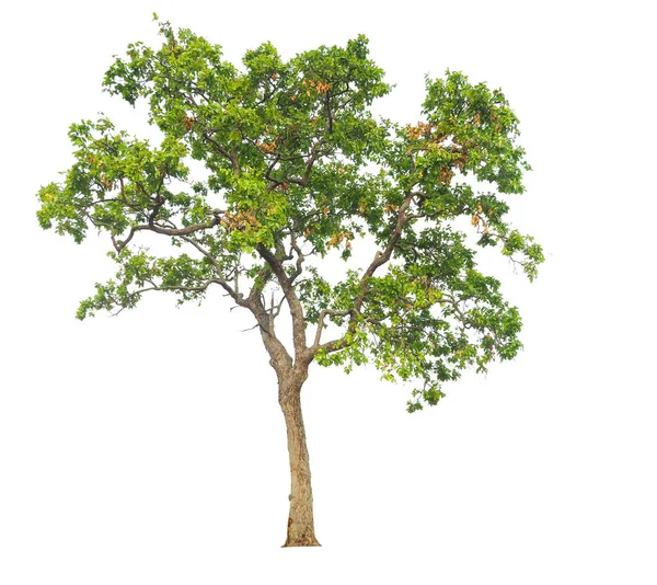 Isolierter Baum Auf Weißem Hintergrund Mit Schnittpfad — Stockfoto