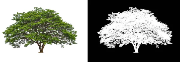 Baum Auf Weißem Hintergrund Mit Clipping Pfad Und Alphakanal — Stockfoto