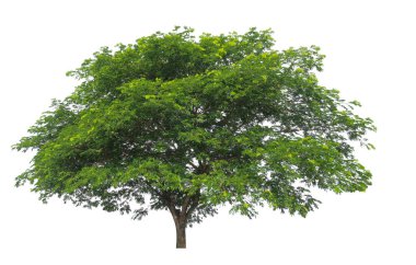 kırpma yolu ile beyaz arkaplan üzerinde izole büyük ağaç