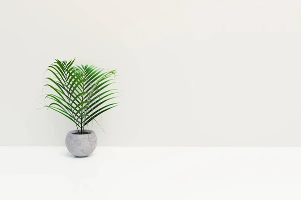 Pot Pohon Kecil Ruang Yang Jelas Gambar Rendering — Stok Foto