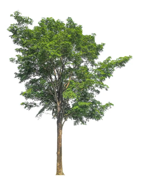 Απομονωμένο Μεγάλο Δέντρο Λευκό Φόντο Μονοπάτι Απόληξης — Φωτογραφία Αρχείου