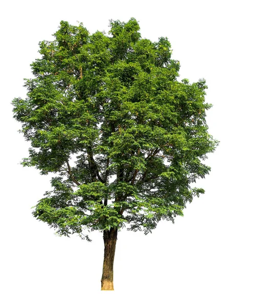 Isolierter Großer Baum Auf Weißem Hintergrund Mit Schneideweg — Stockfoto