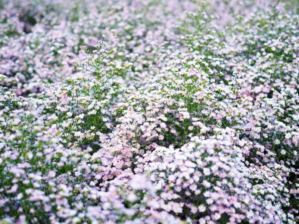 Violett Blühende Blume Muster Hintergrund — Stockfoto
