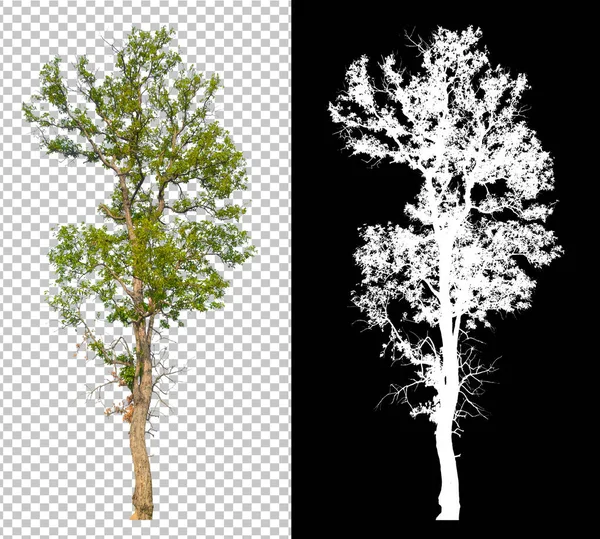 Tree Transparent Background Picture Clipping Path Alpha Channel — Stock Photo, Image