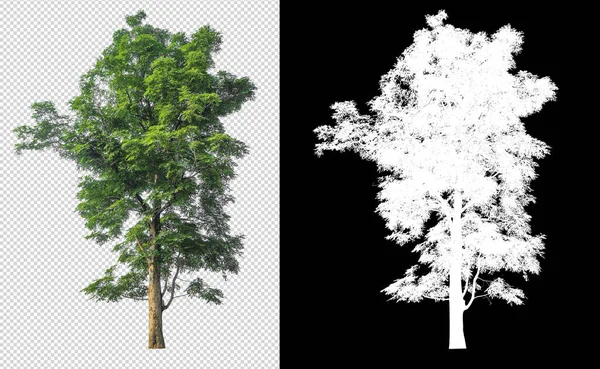 透明背景图片上的树 带有剪切路径和Alpha通道 — 图库照片
