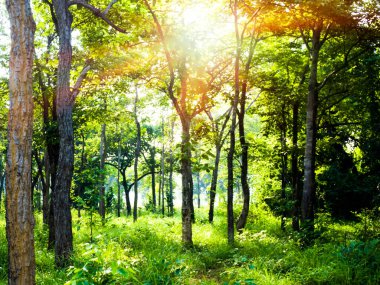 Gün doğumunda ormanı kapatın.