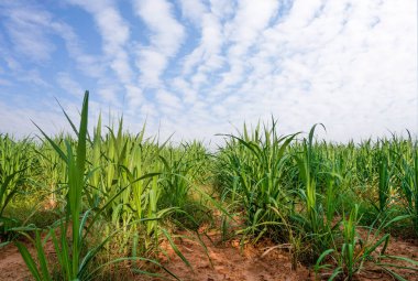 Bulutlu bir günde şeker kamışı tarlası 