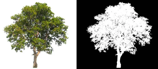 Изолированное Дерево Белом Фоне Каналом Отсечения Альфа Каналом — стоковое фото