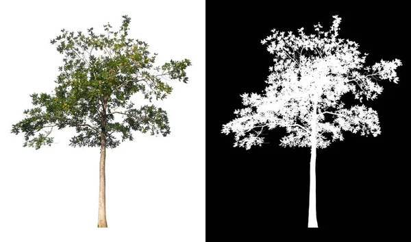 Isolierter Baum Auf Weißem Hintergrund Mit Clipping Pfad Und Alphakanal — Stockfoto