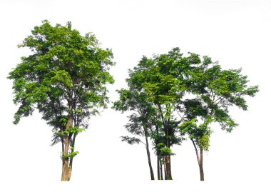 forest scape isolated on white background with clipping path clipart