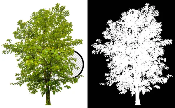 Albero Isolato Sfondo Bianco Con Percorso Ritaglio Canale Alfa — Foto Stock