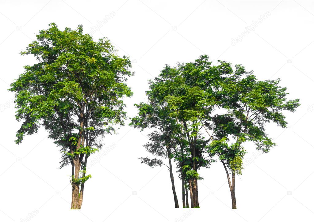 forest scape isolated on white background with clipping path