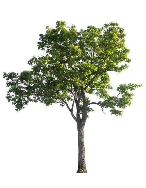Árvore Isolada Fundo Branco Com Caminho Recortes — Fotografia de Stock
