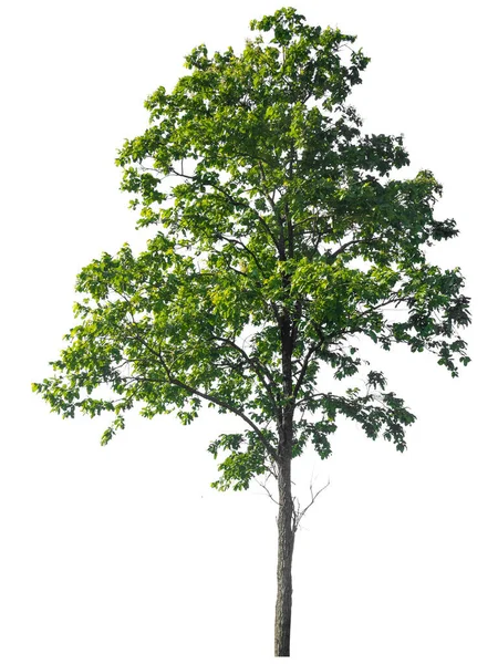 Изолированное Дерево Белом Фоне Траекторией Обрезки — стоковое фото